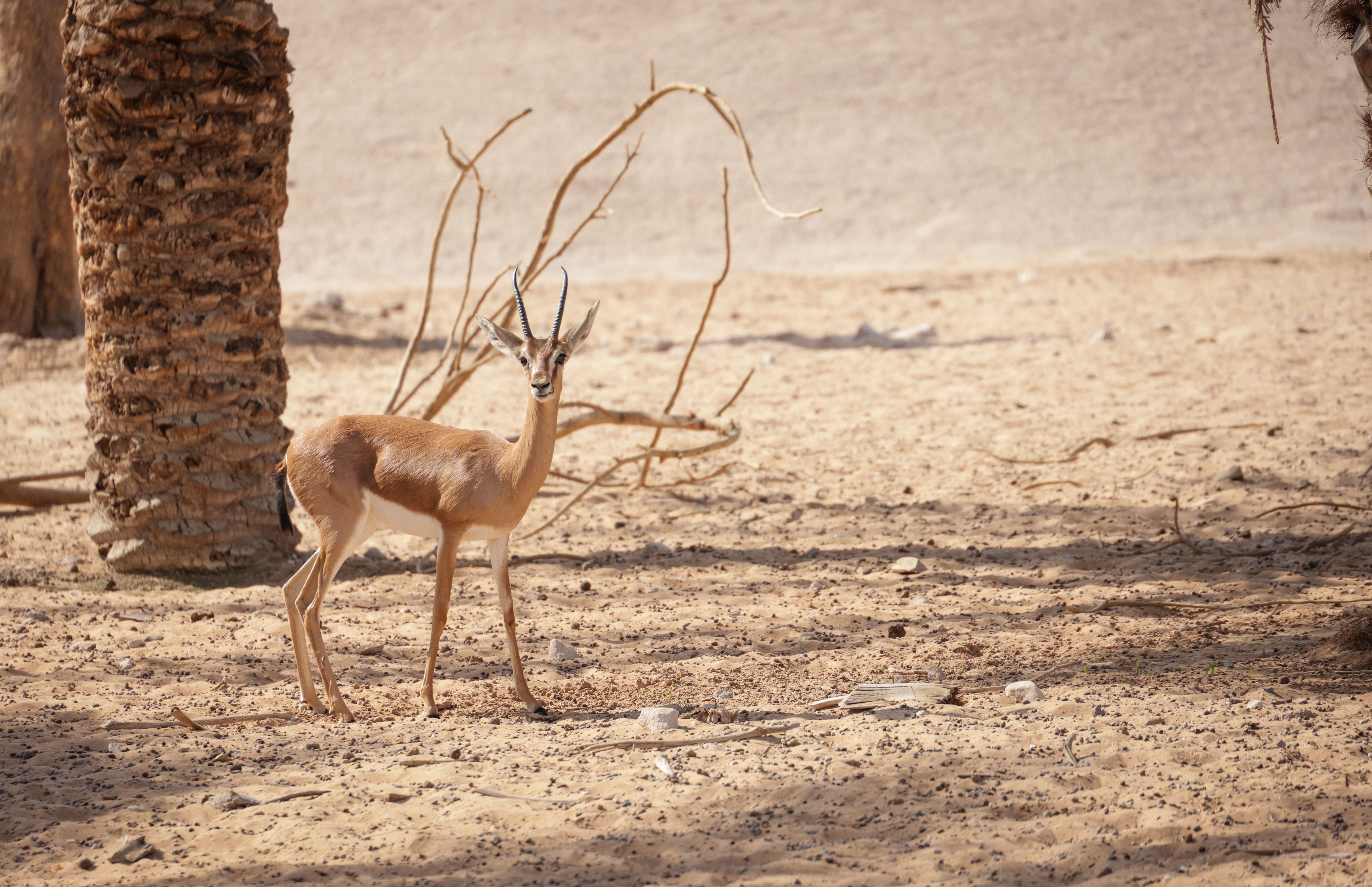 A delicate gazelle standing in a sandy desert environment, capturing the essence of wilderness.