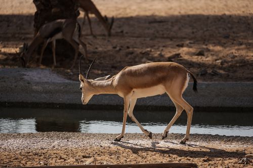 Free A gazelle wanders near a water source in a sunlit desert setting, showcasing natural grace and beauty. Stock Photo