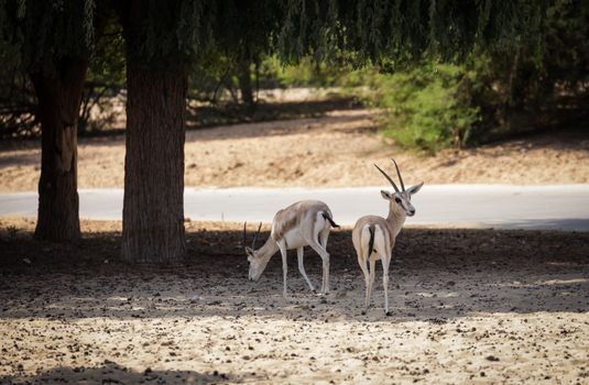 Two gazelles graze peacefully under the shade of trees in a serene desert landscape.