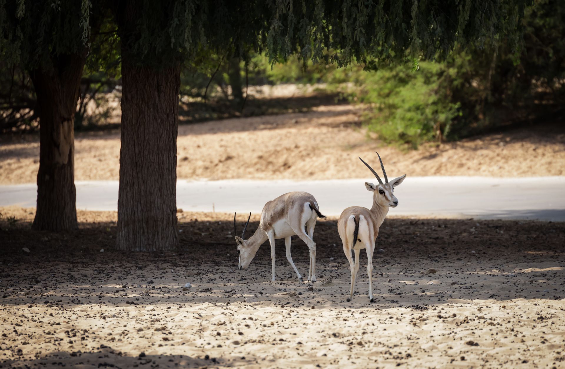 Two gazelles graze peacefully under the shade of trees in a serene desert landscape.