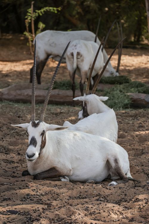 Free Scimitar-horned oryx resting on sandy ground in desert-like environment. Stock Photo