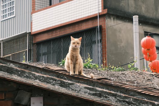 Ginger cat perched on a rooftop, surrounded by urban Taiwanese architecture with red lanterns.