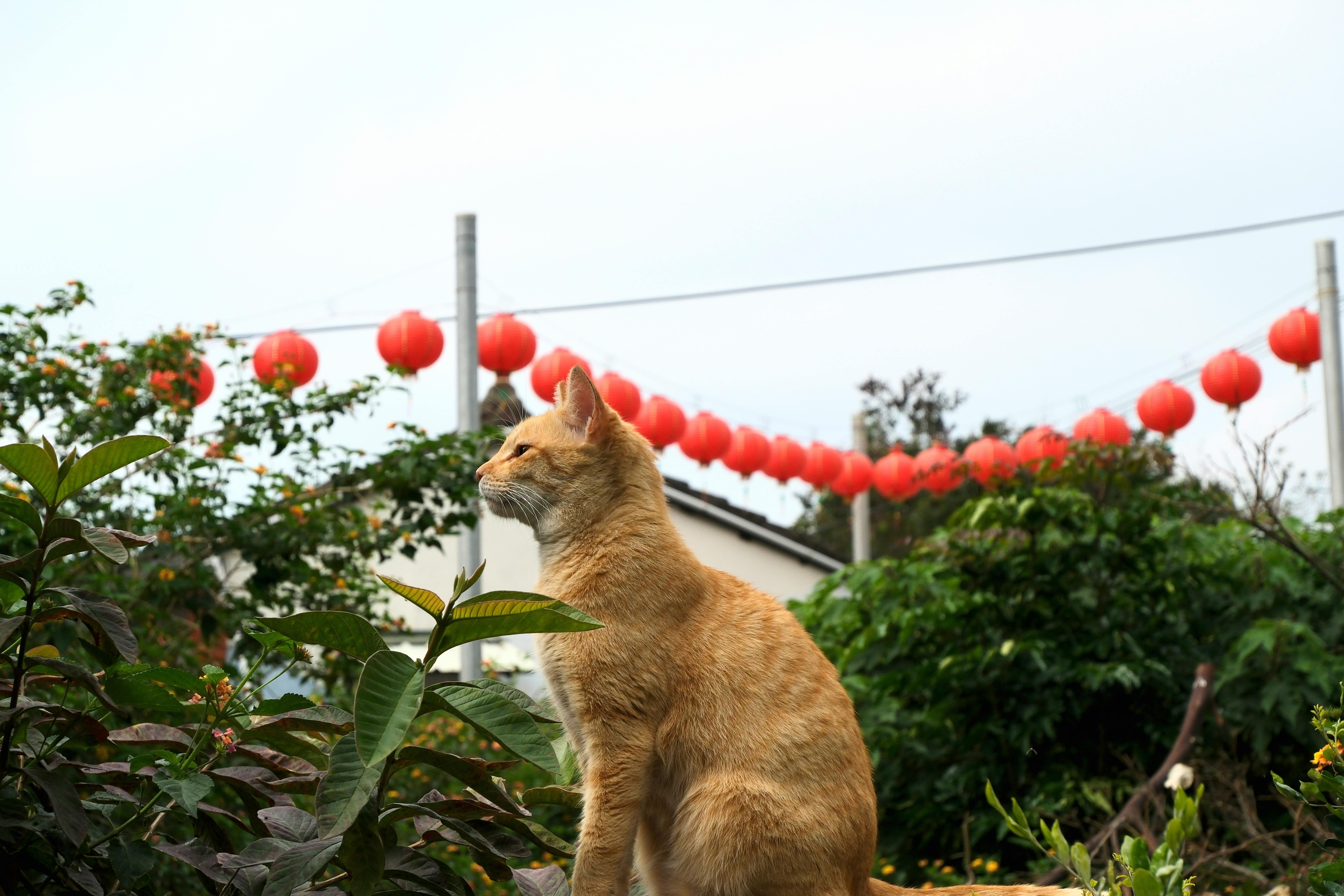 國際局勢劇變，專家深入解析台灣因應策略