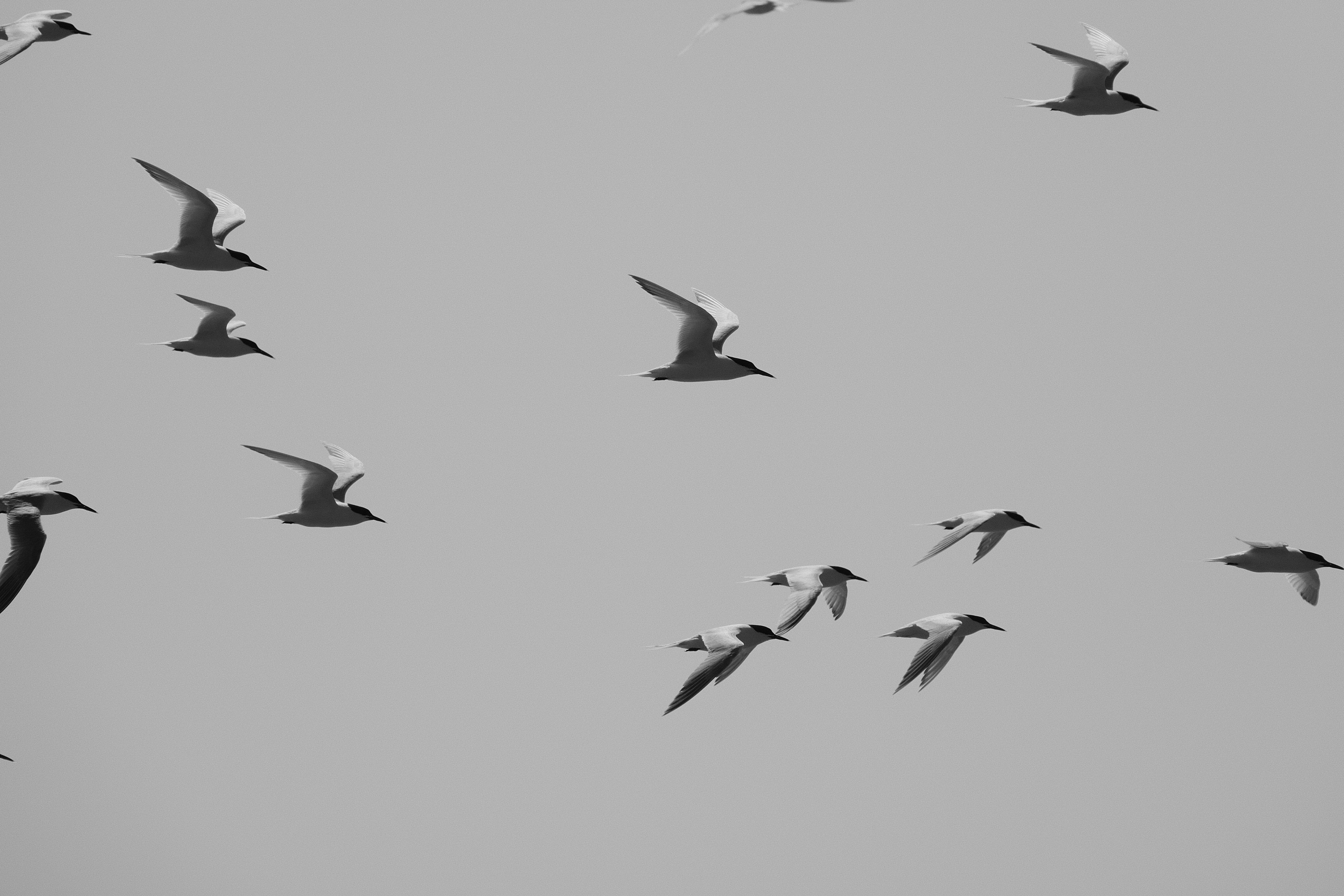 grátis Fotografia em preto e branco de gaivotas planando sobre o oceano em Nouvelle-Aquitaine, França. Foto profissional