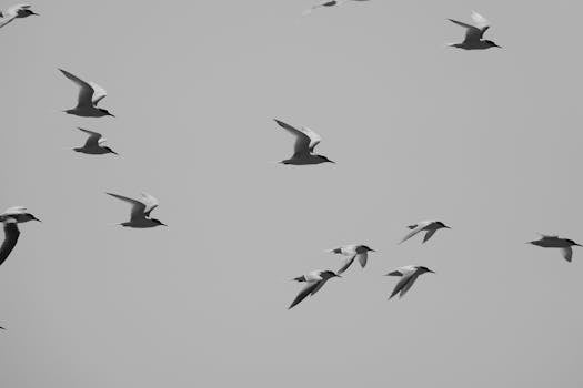 Black and white photo of seagulls soaring above the ocean in Nouvelle-Aquitaine, France.