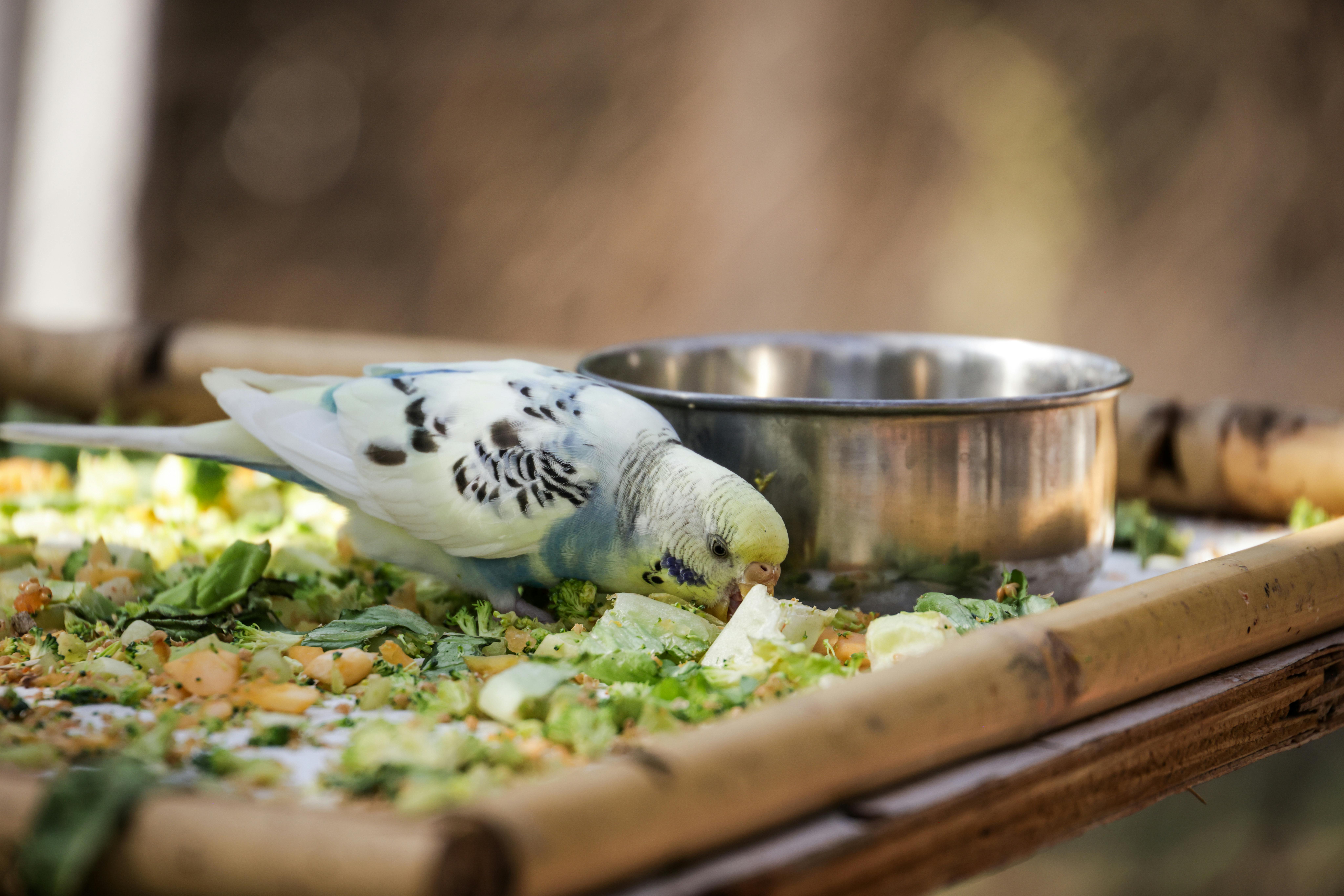 Espigado Prematuro Lechuga: Manejo Integral, Factores y Tecnologías