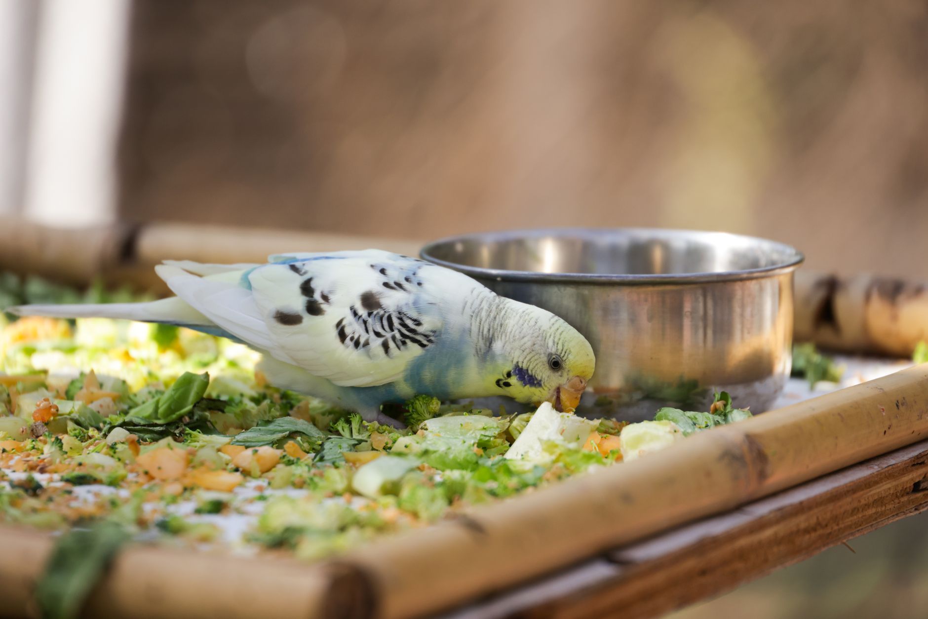 Best Pellet Food for Exotic Birds (2026) – Nutritious Choices That Keep Your Feathered Friend Healthy