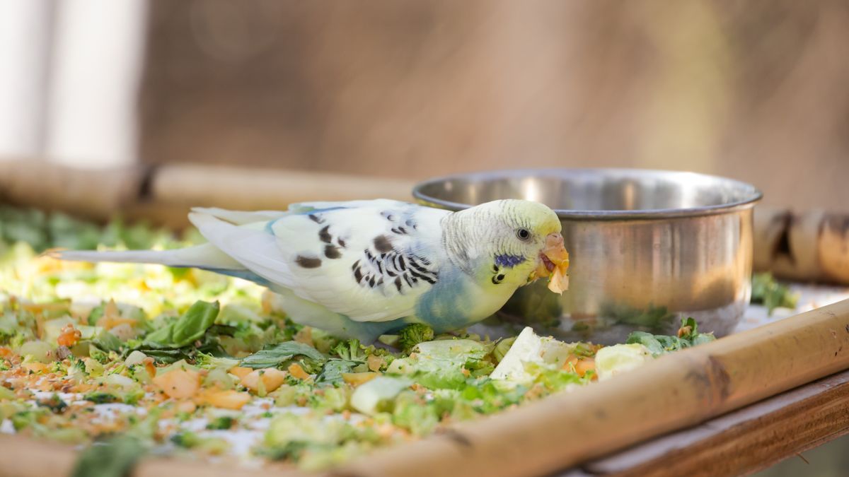 Qué comen los periquitos: dieta ideal, cantidades y alimentos prohibidos