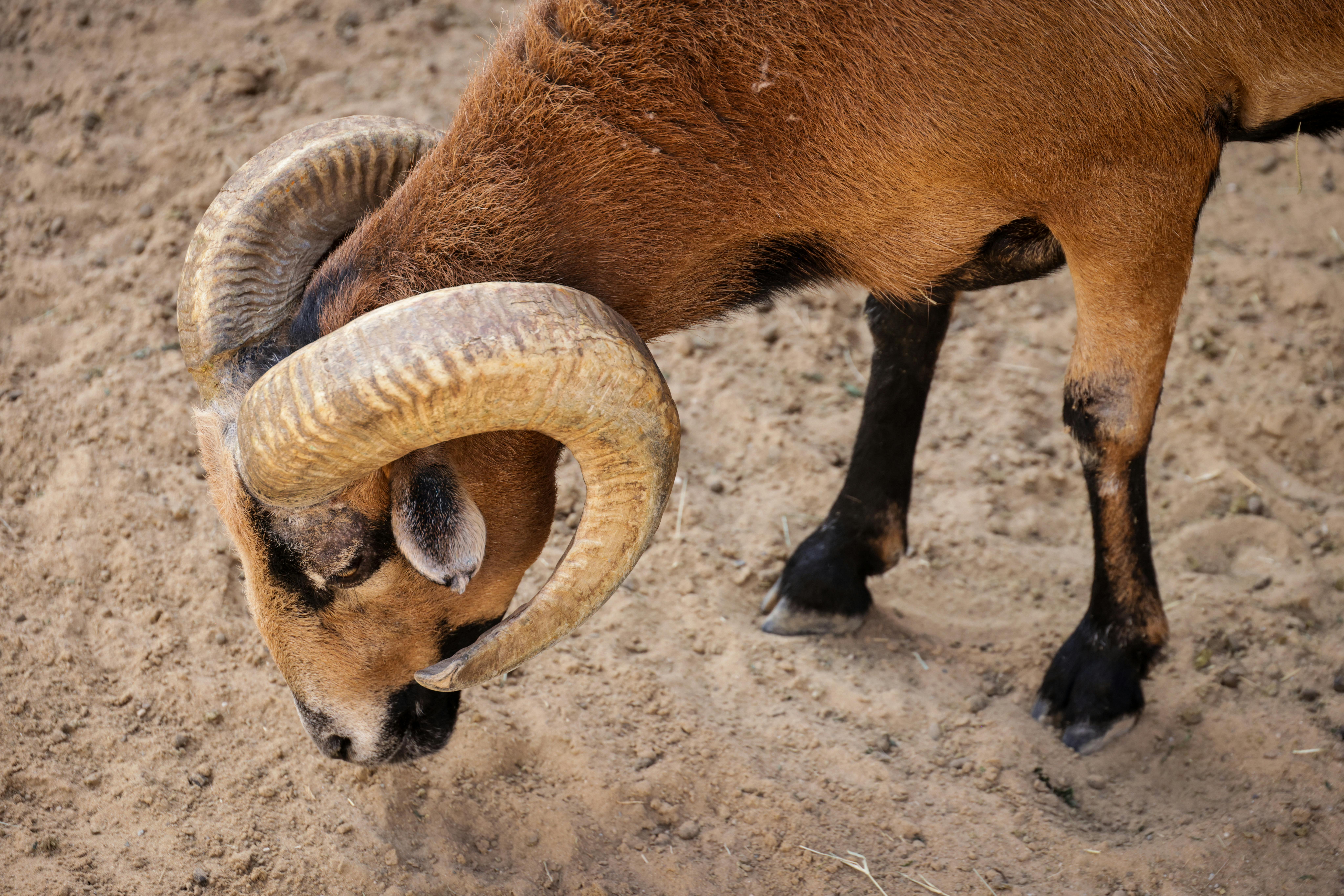 Big Horn Outdoor Adventure Show returns to Spokane — Photo by Magda Ehlers on Pexels