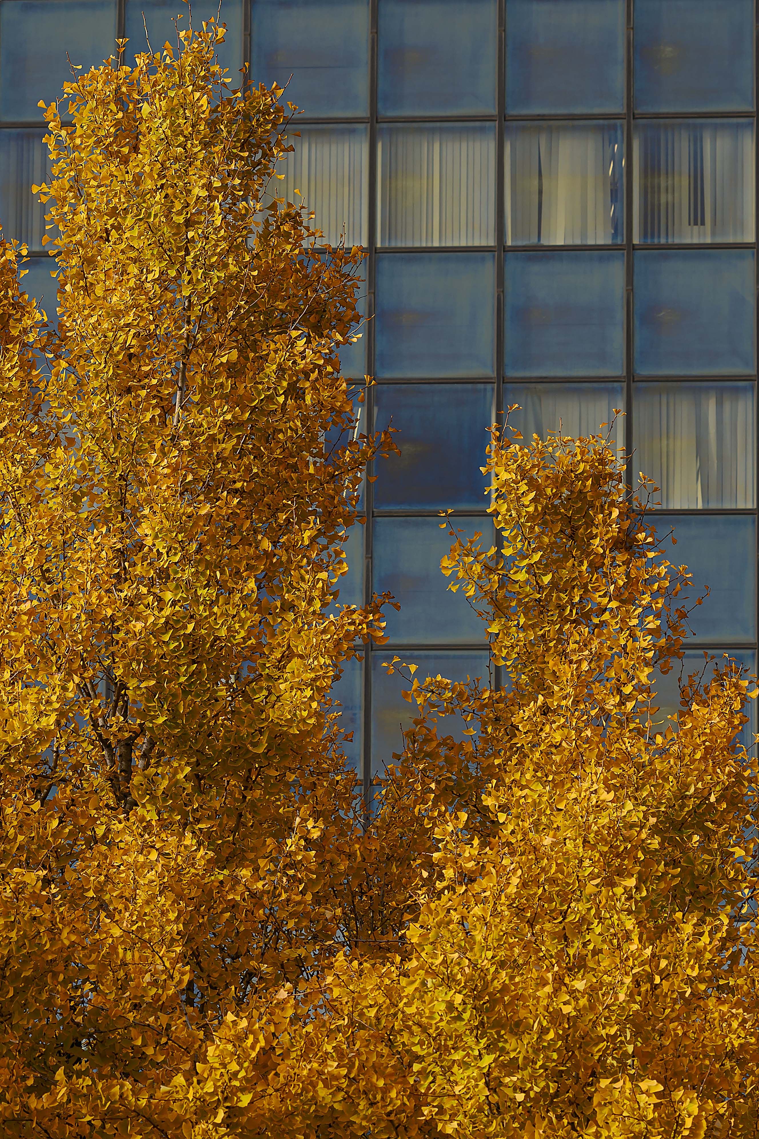 Golden autumn trees contrast against a glass-paneled office building facade.