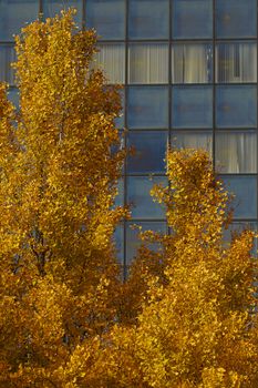 Golden autumn trees contrast against a glass-paneled office building facade.