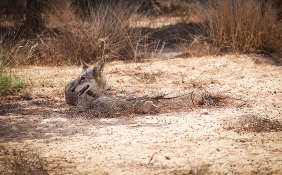 A lone wolf rests amidst the dry desert bushes under the sun.