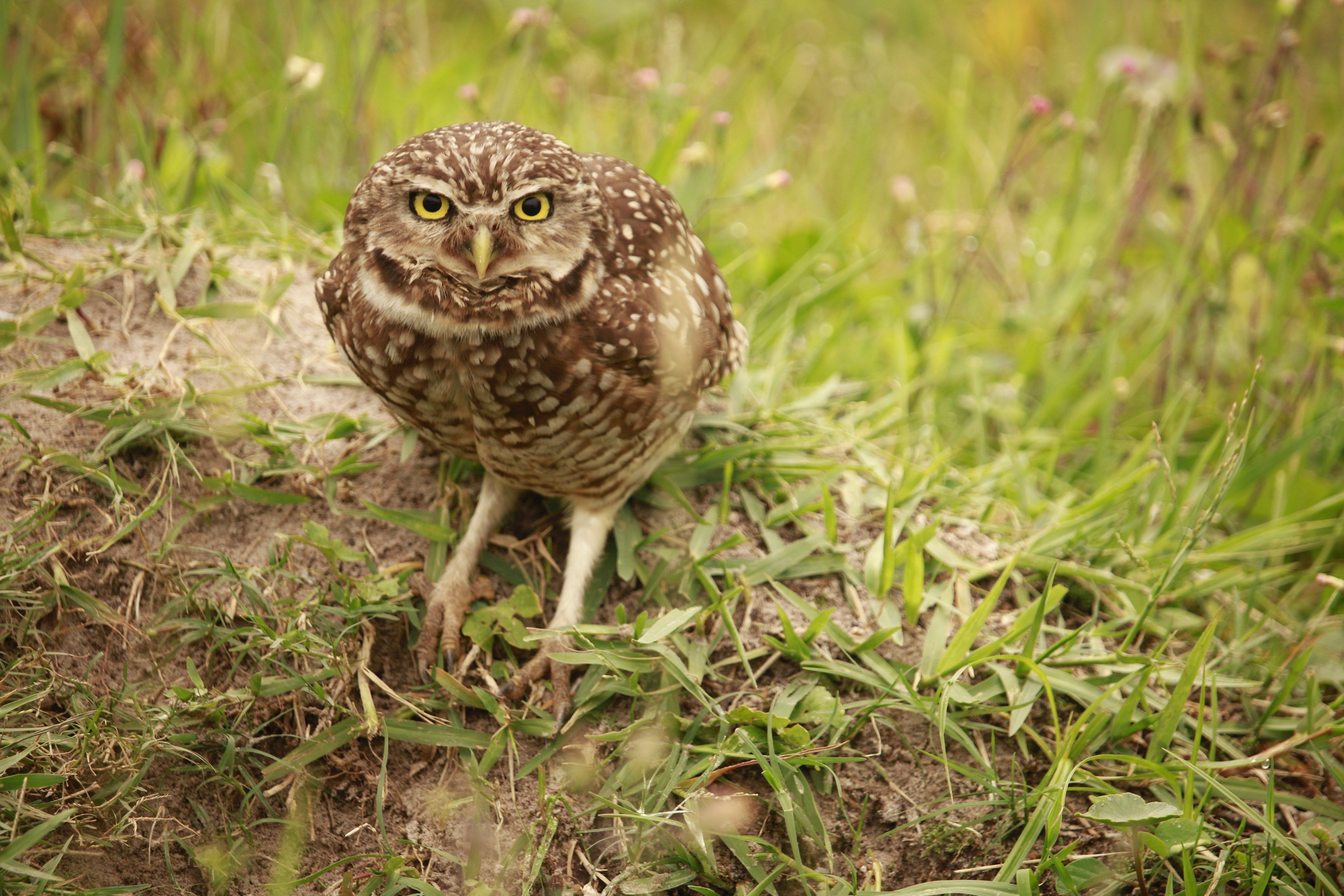 Free A burrowing owl stands alert in a grassy field in Guaratuba, Brazil. Stock Photo