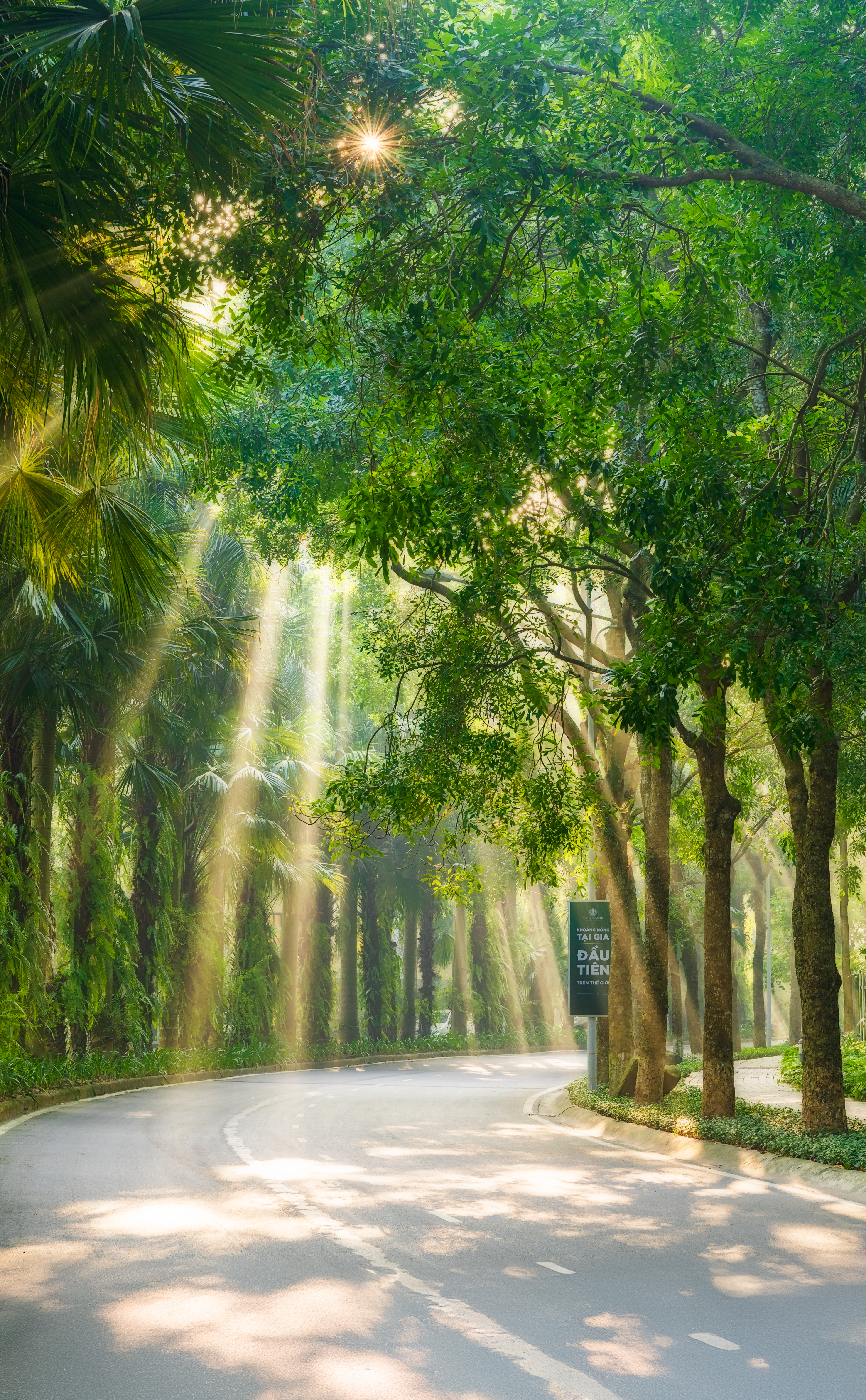 Serene Sunlit Forest Road at Sunrise · Free Stock Photo