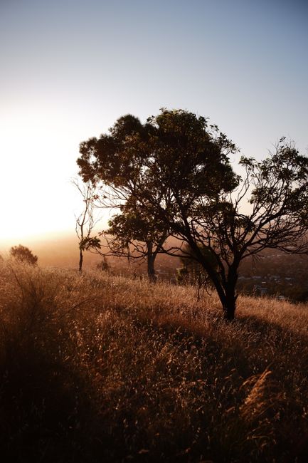 Golden hour at Mount Osmond, capturing a serene landscape with silhouetted trees.