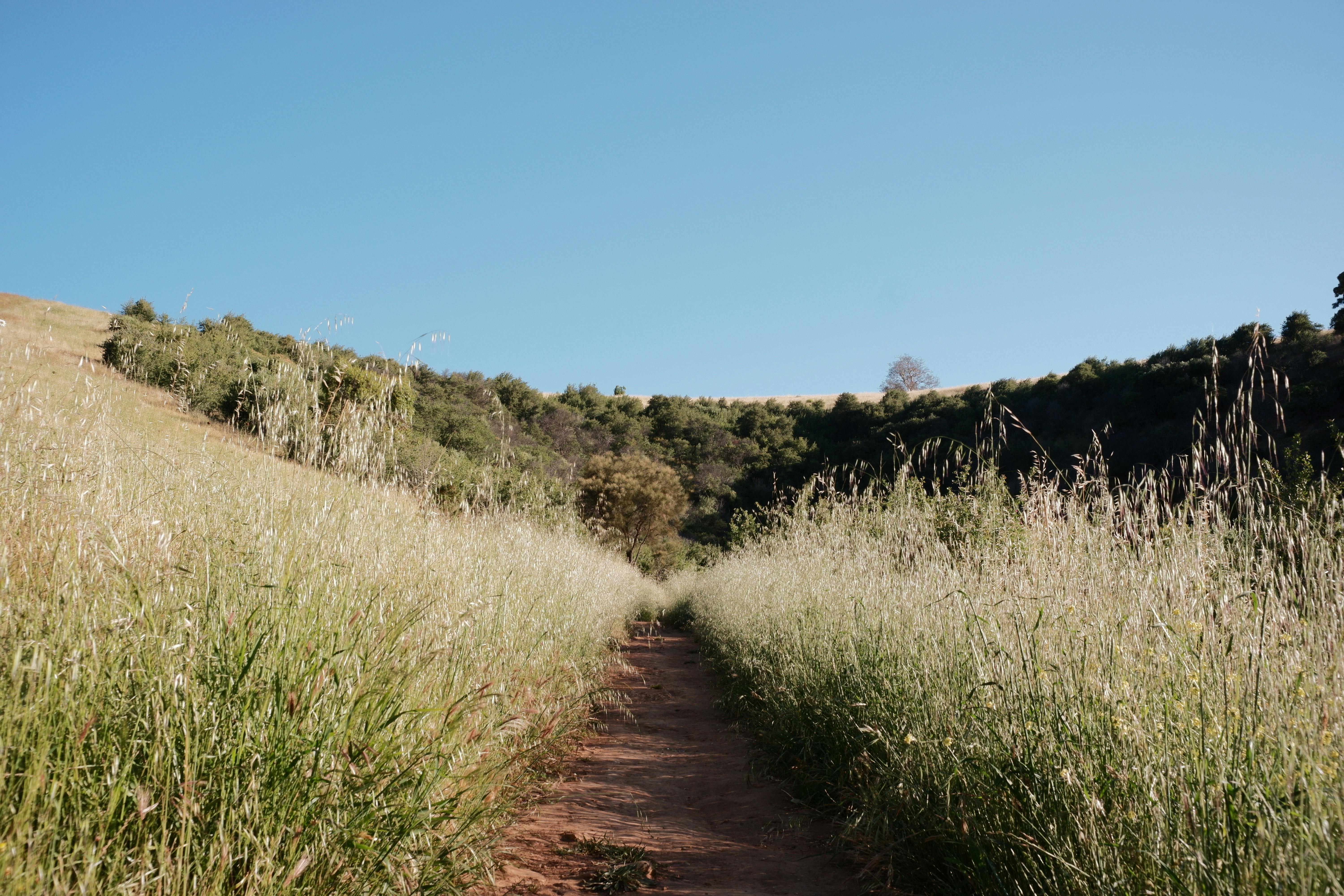 A serene trail through lush fields under a clear blue sky in Mount Osmond, South Australia.