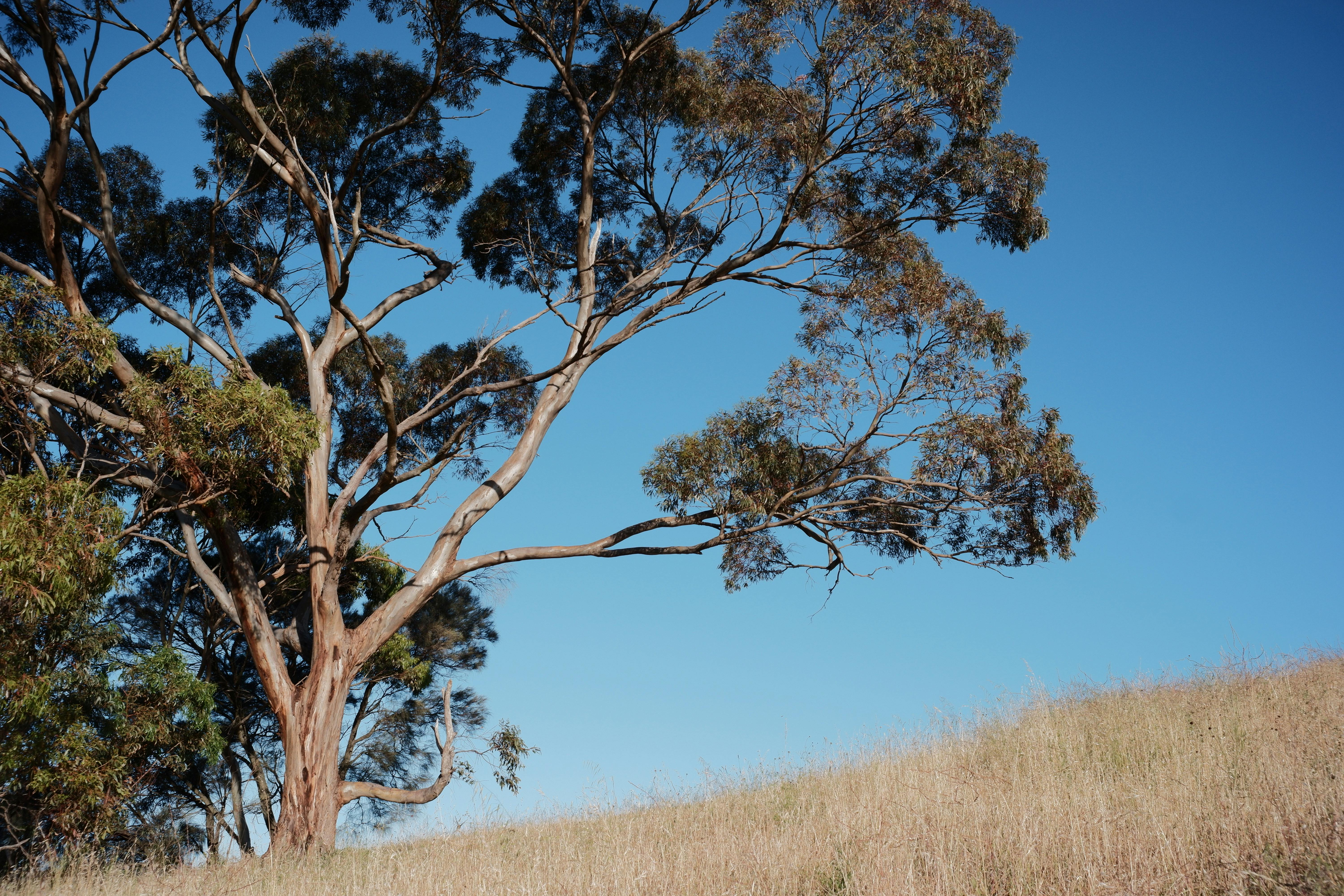 Eucalyptus tree on a grassy hill in Mount Osmond, capturing a clear blue sky in South Australia.