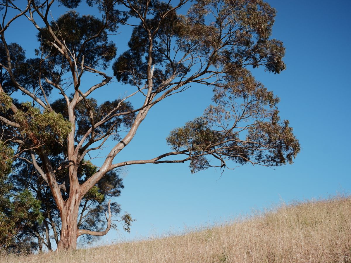 2 Day Island of MU Eco Somatic Healing Retreat in Australia 1