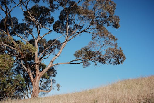 Eucalyptus tree on a grassy hill in Mount Osmond, capturing a clear blue sky in South Australia.