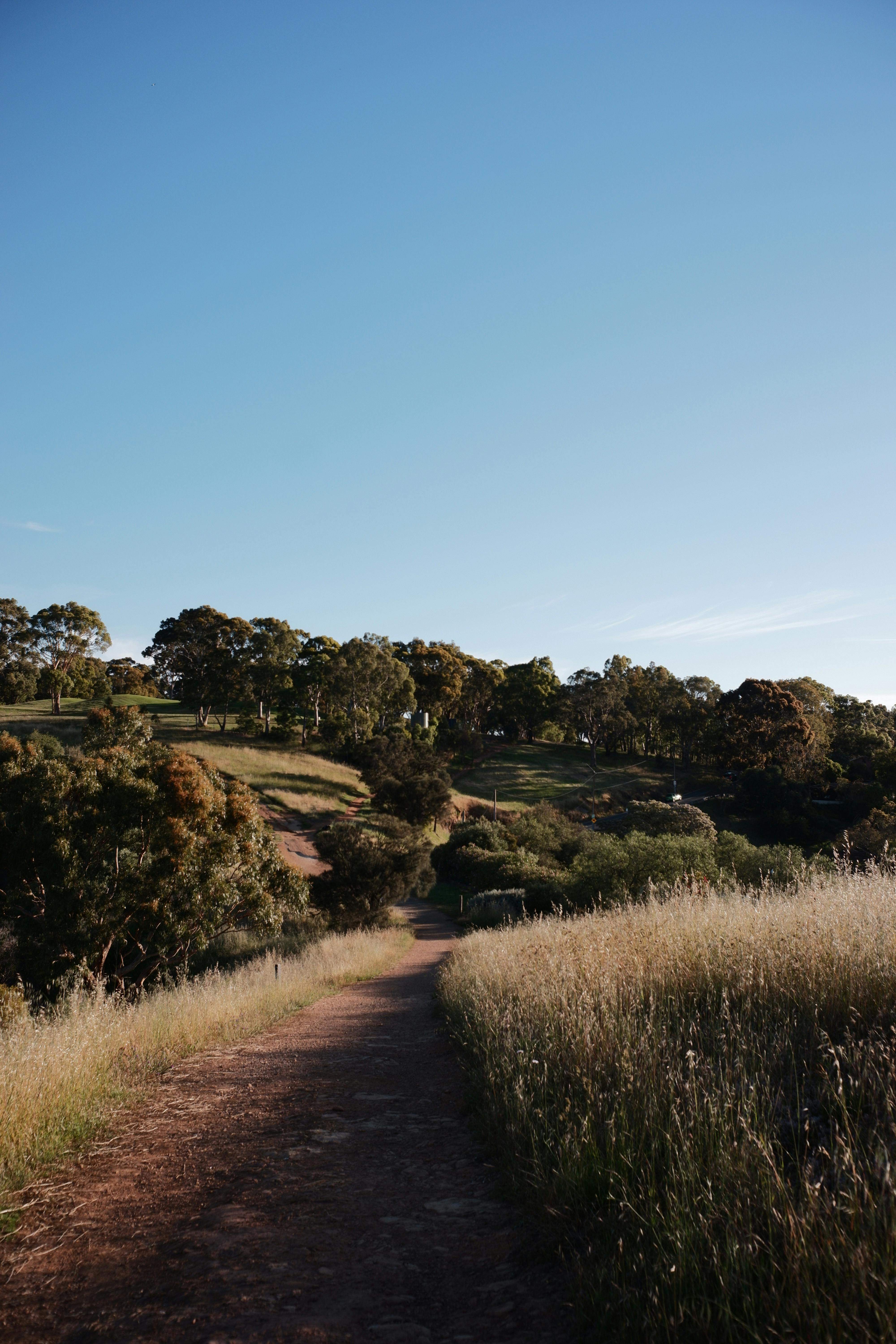 Explore the serene natural beauty of Mount Osmond with this scenic trail view.