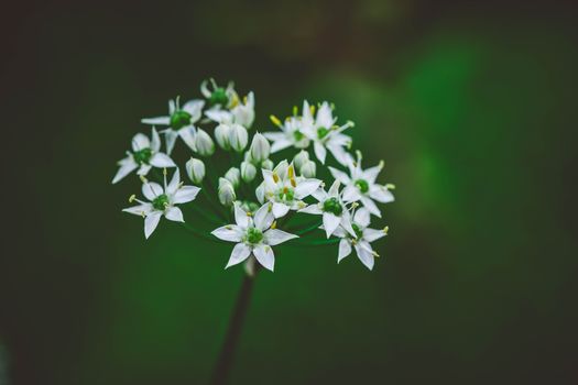 Detailed view of white star-shaped flowers on a green background, showcasing delicate beauty in nature.