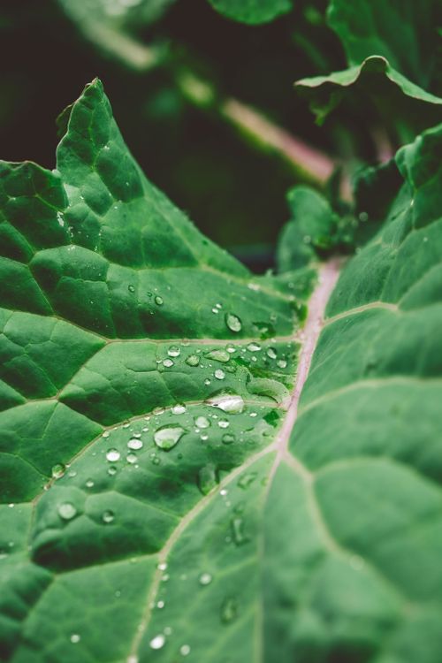 Free Detailed view of a green leaf covered in water droplets, highlighting natural freshness. Stock Photo