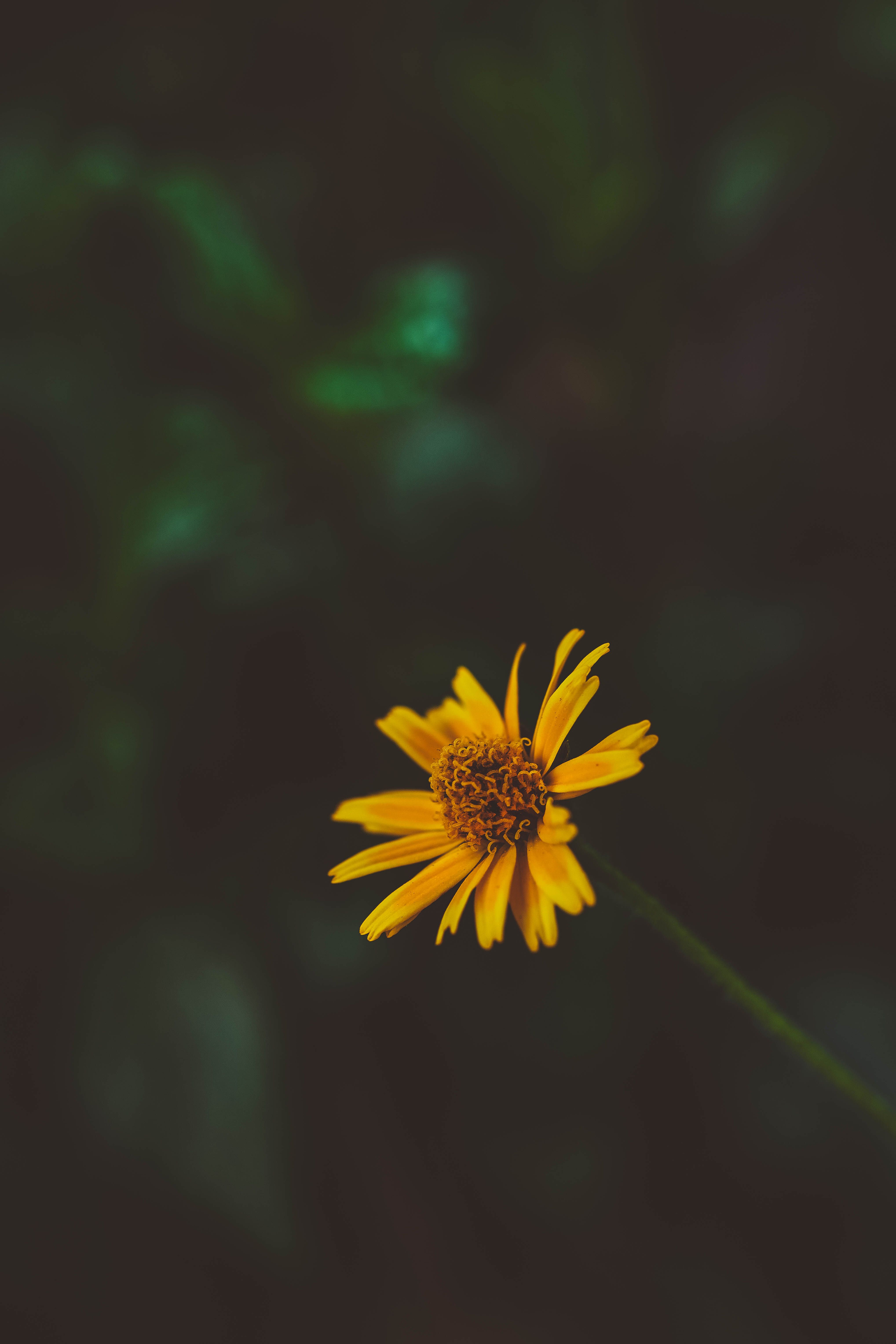 Close-up of a Vibrant Yellow Flower · Free Stock Photo