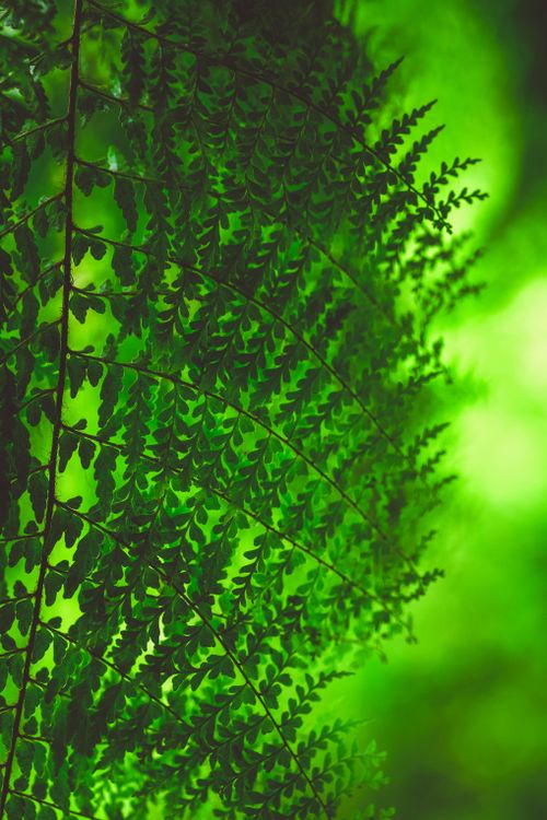 Free Detailed macro shot of lush green fern leaves with a soft focus background, showcasing natural beauty. Stock Photo
