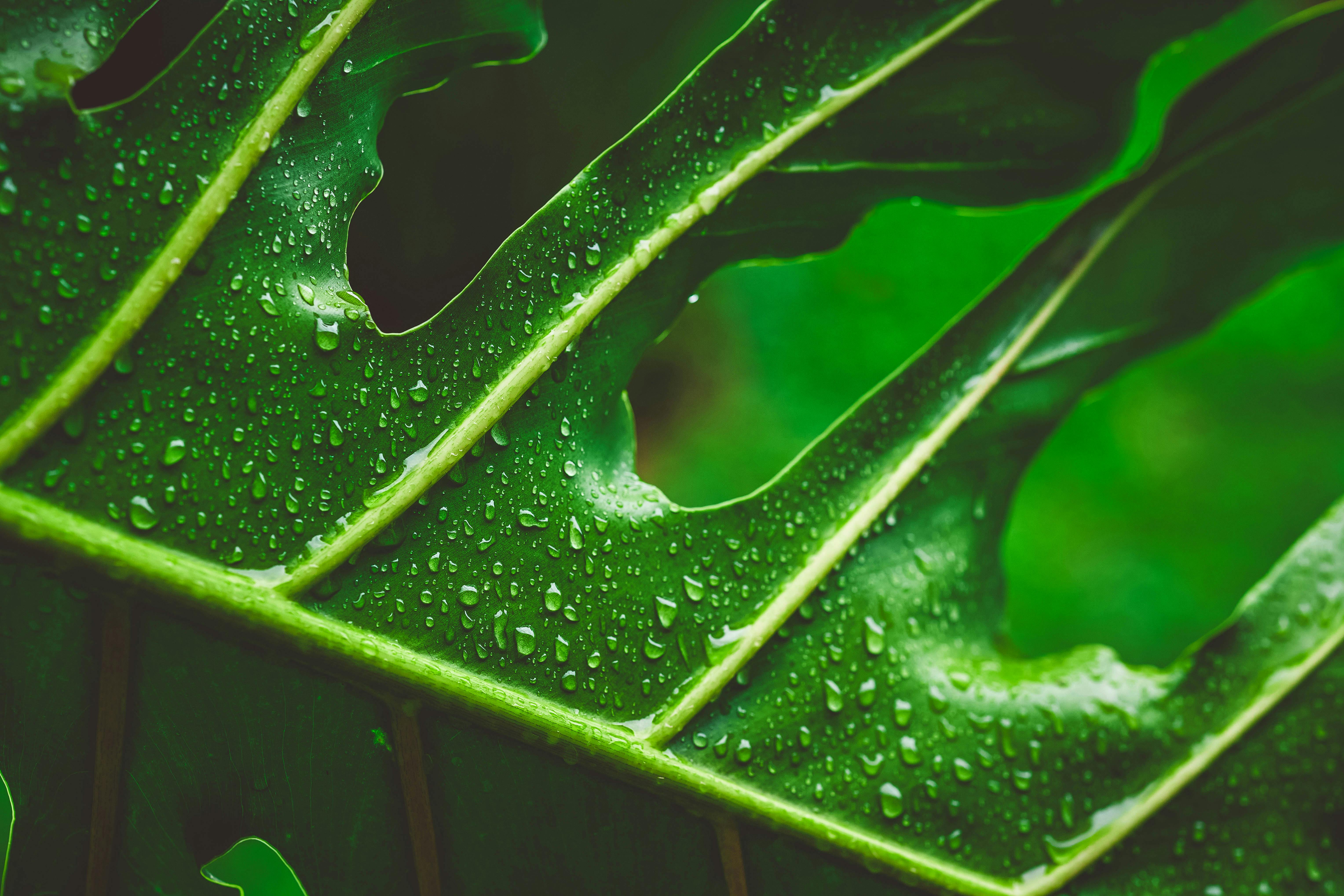 Close-up of a green tropical leaf covered in fresh water droplets, highlighting natural texture.