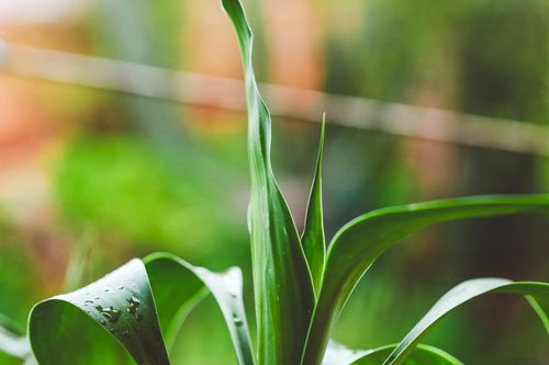 Free Macro shot of vibrant green plant leaves with water droplets, offering a fresh and natural feel. Stock Photo