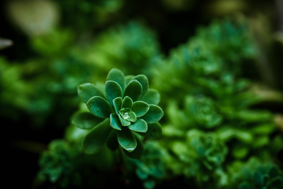 A detailed close-up of a green succulent plant showcasing its lush, vibrant leaves.