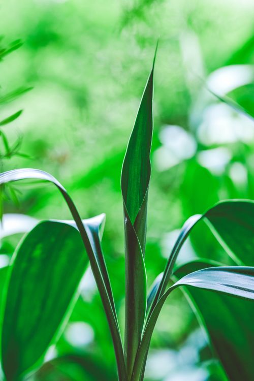 Free Vibrant green leaves of a plant catching sunlight, creating a fresh and natural vibe. Stock Photo