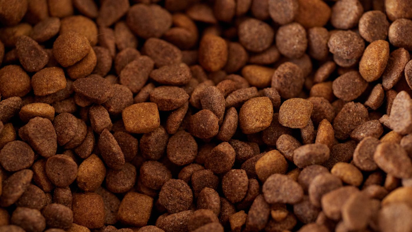 Starting a Puppy on Solid Food: The Weaning Window