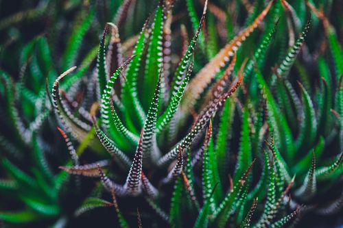 Free Detailed close-up of a succulent plant with vibrant green and orange hues. Stock Photo