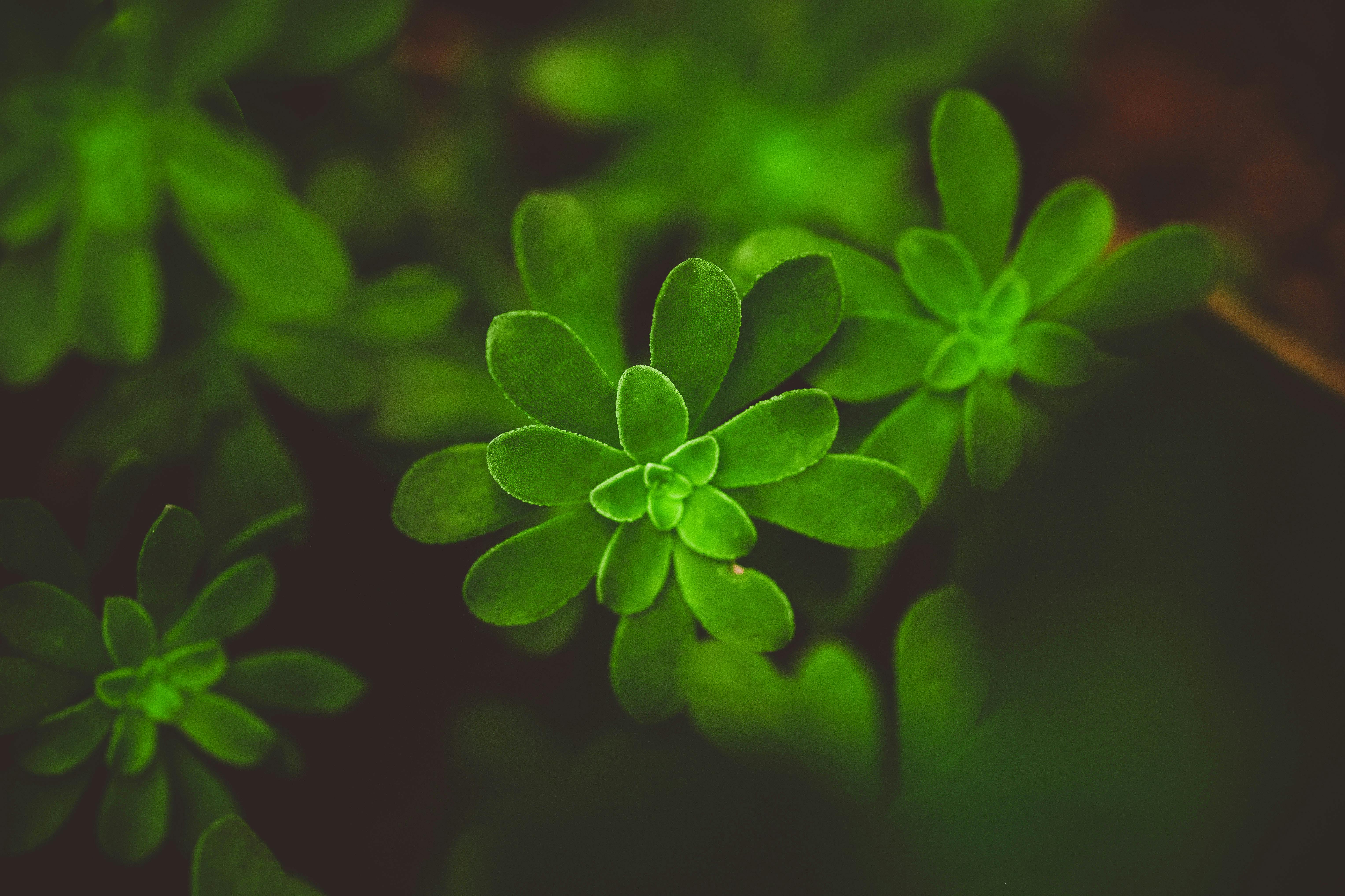 Detailed macro photo of lush green leaves with natural lighting, emphasizing texture and color.