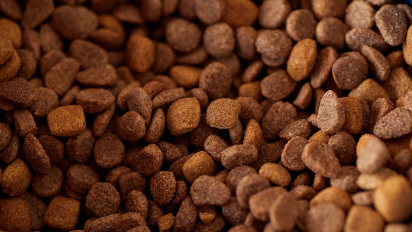 The Protein Myth That Keeps Confusing Dog Owners