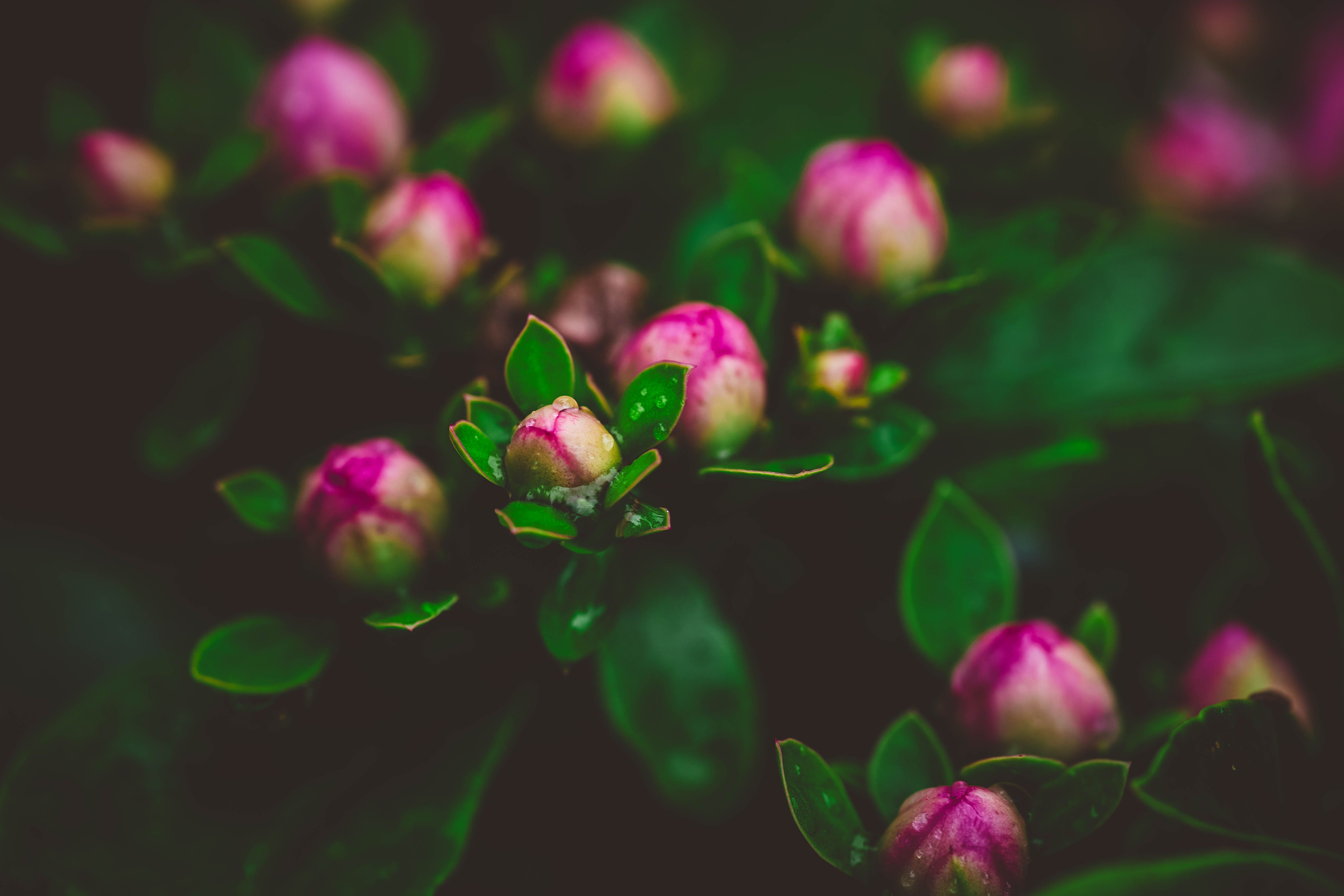 Close-Up of Pink Flower Buds and Green Leaves · Free Stock Photo