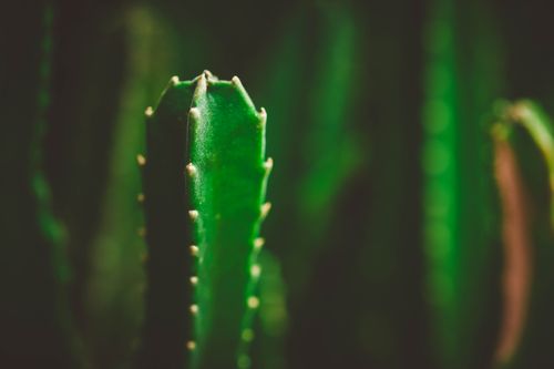 Free Detailed close-up of a bright green cactus, emphasizing its sharp spines and natural texture. Stock Photo