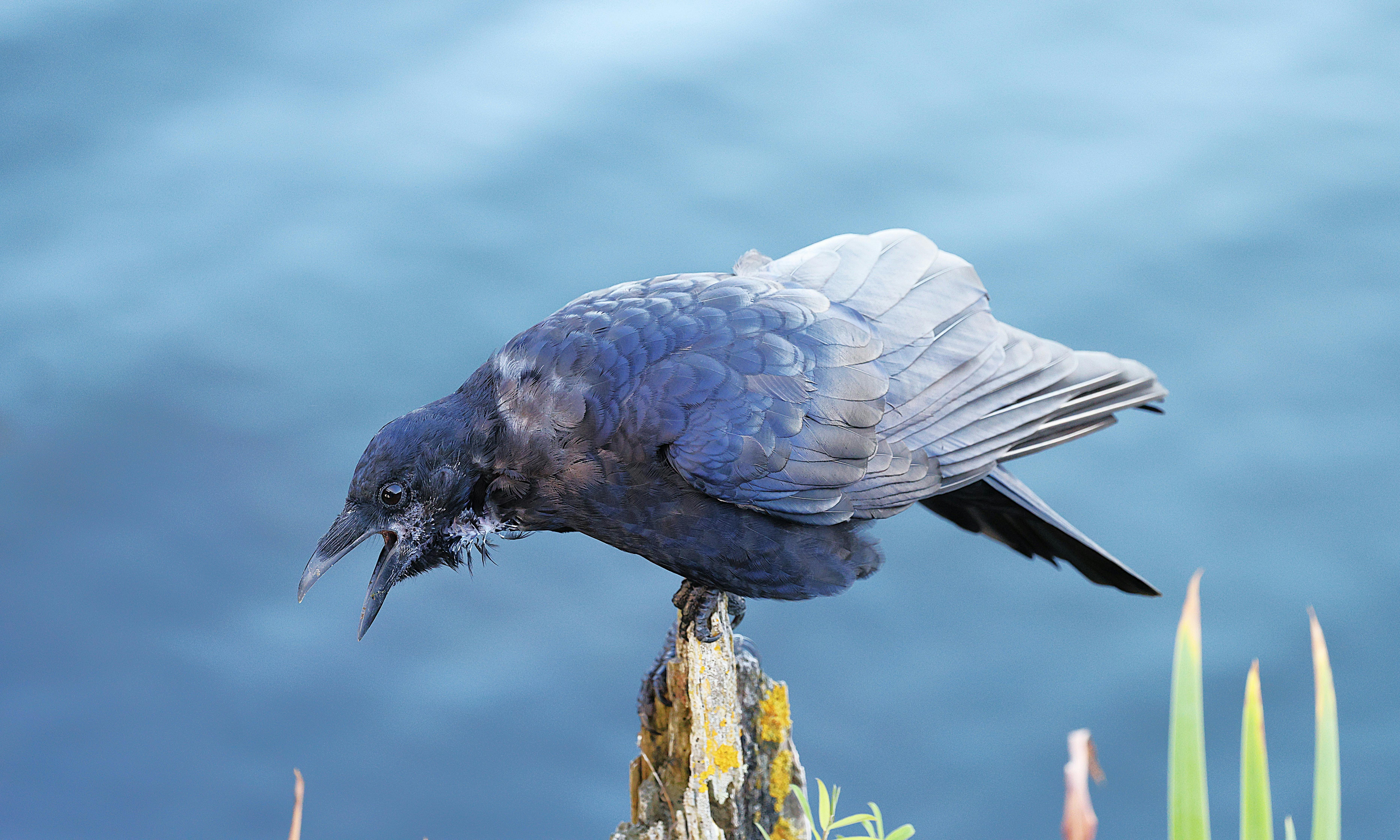 Biodiversity Enhancement: Strategies for a Healthier Planet