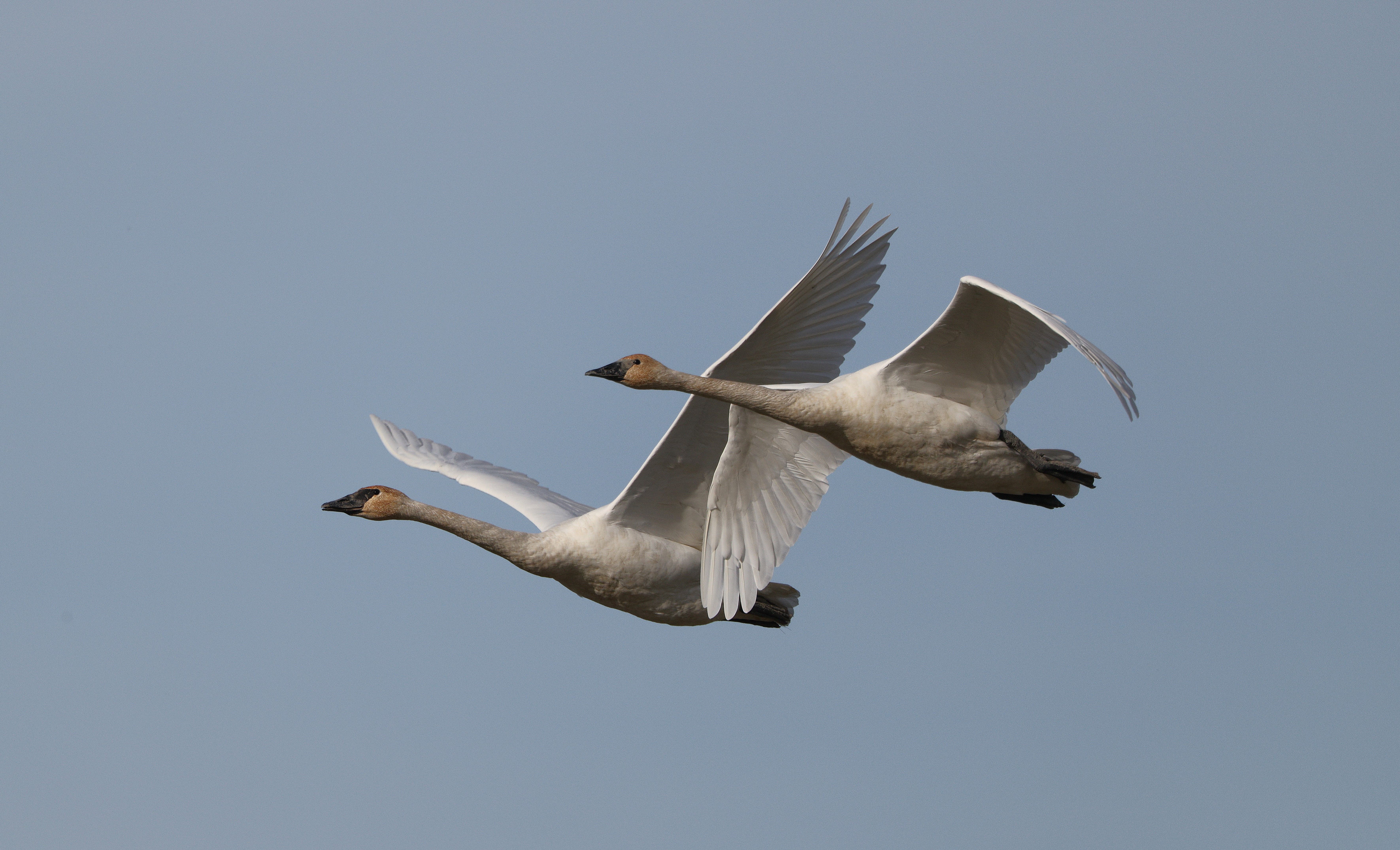 trumpeter swans almost go
