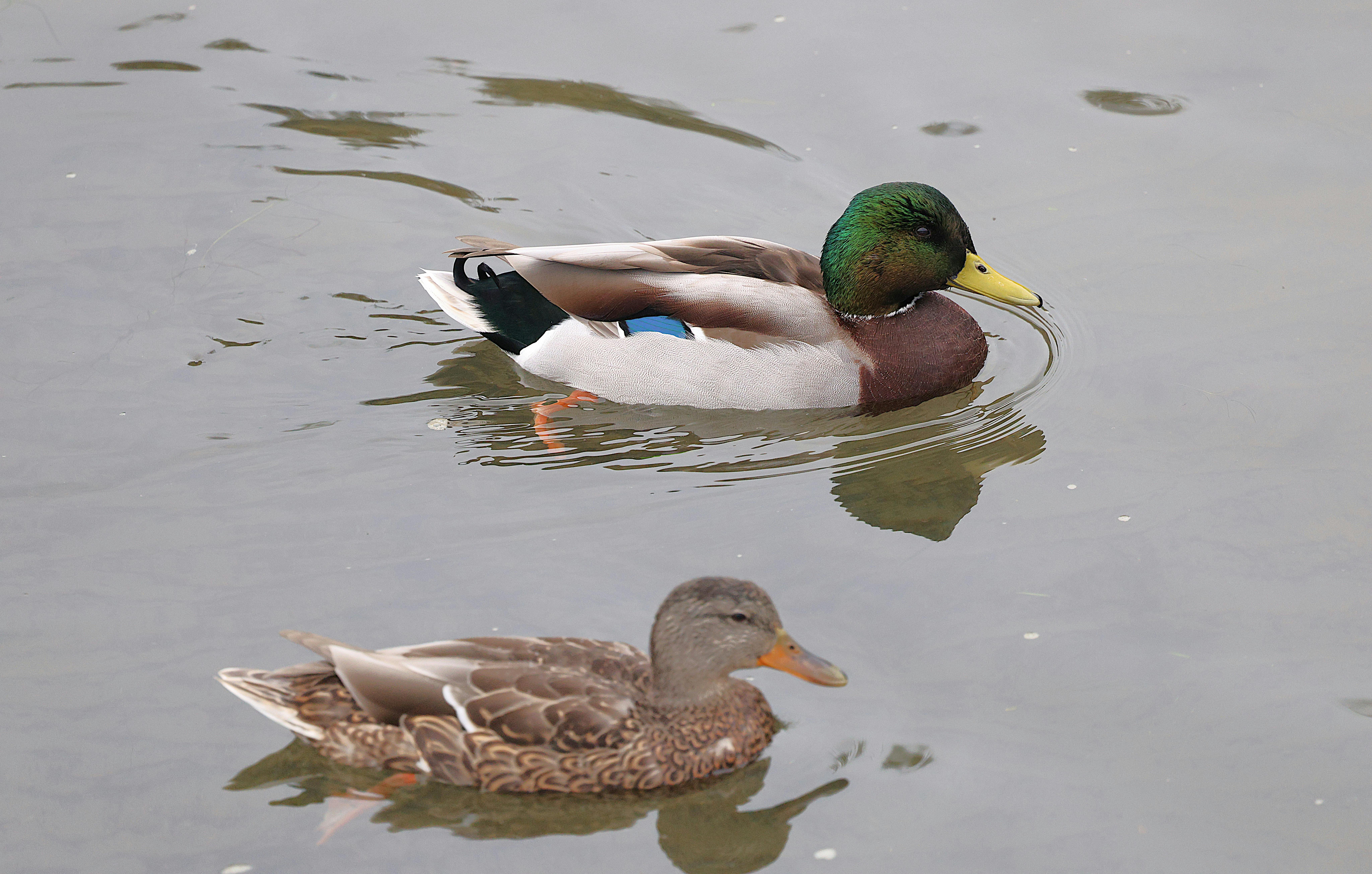 2012 Review of Drake Software — Drake Tax — Photo by Veronika Andrews on Pexels