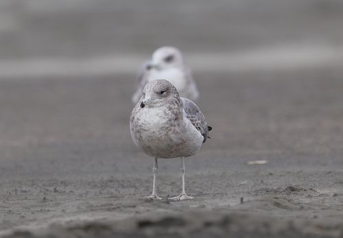 Free Close-up of a seagull standing on the sand with a blurred background of another seagull. Stock Photo