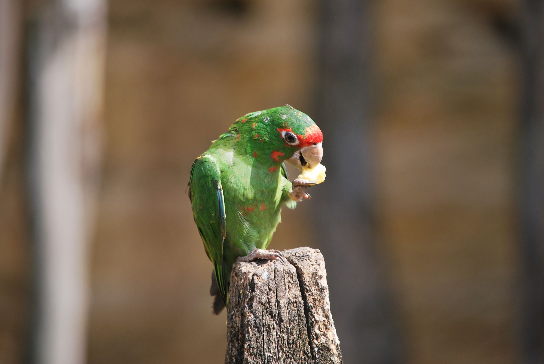 colorful parrot eating pellets from a ceramic bowl