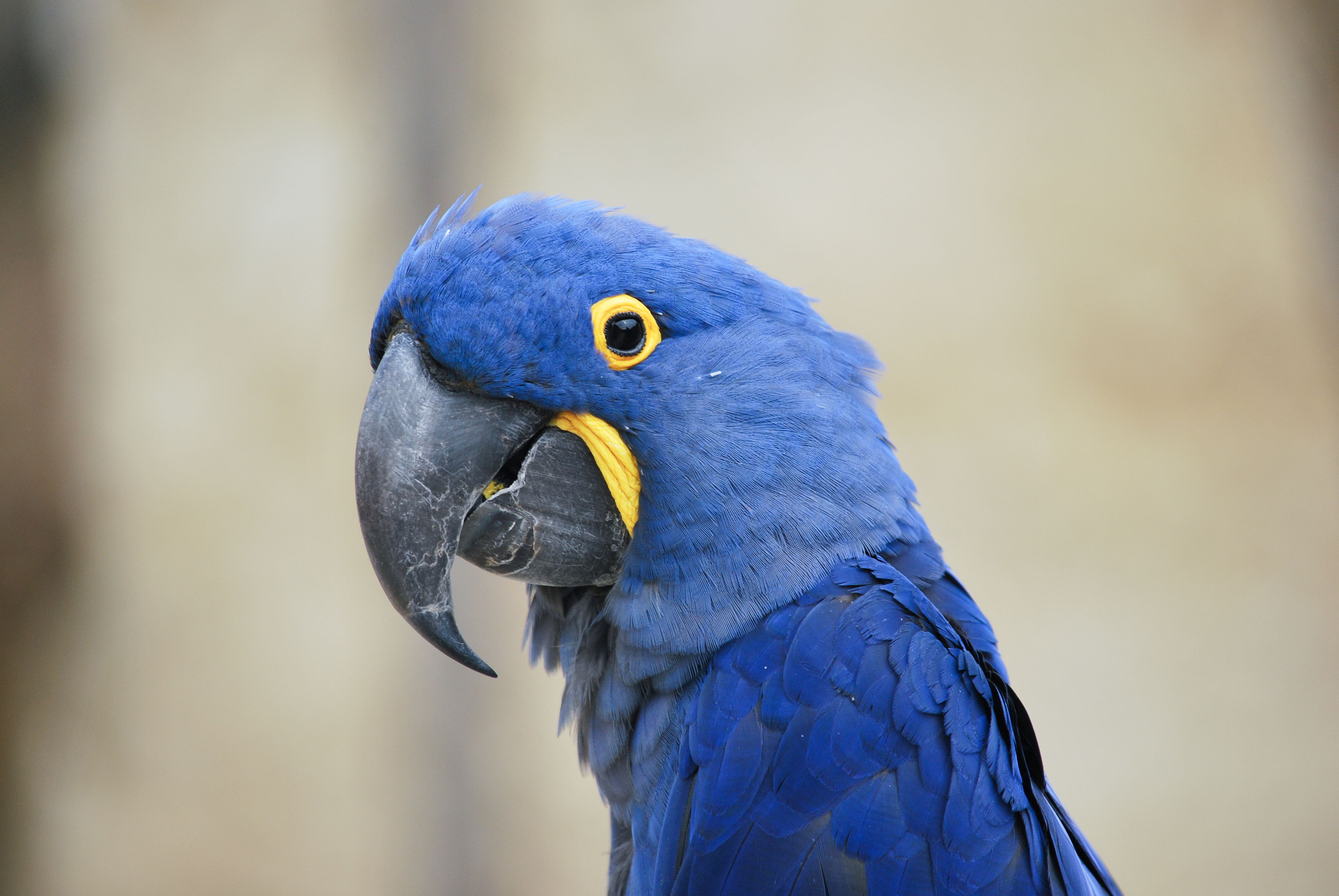 Kapybara i hyacinth macaw