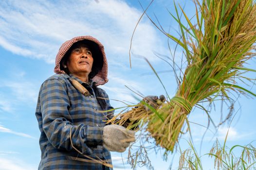 A hardworking farmer harvests rice by hand under a bright blue sky, embodying traditional agriculture.