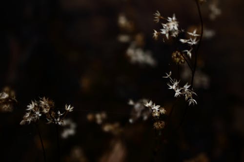 Close up of Flowers