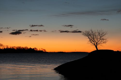 Free Peaceful sunrise scene at Cove Island Park in Stamford, Connecticut, featuring a lone tree silhouette. Stock Photo