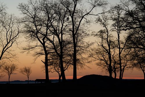Free Silhouetted trees during a tranquil autumn sunrise at Cove Island Park, Stamford. Stock Photo