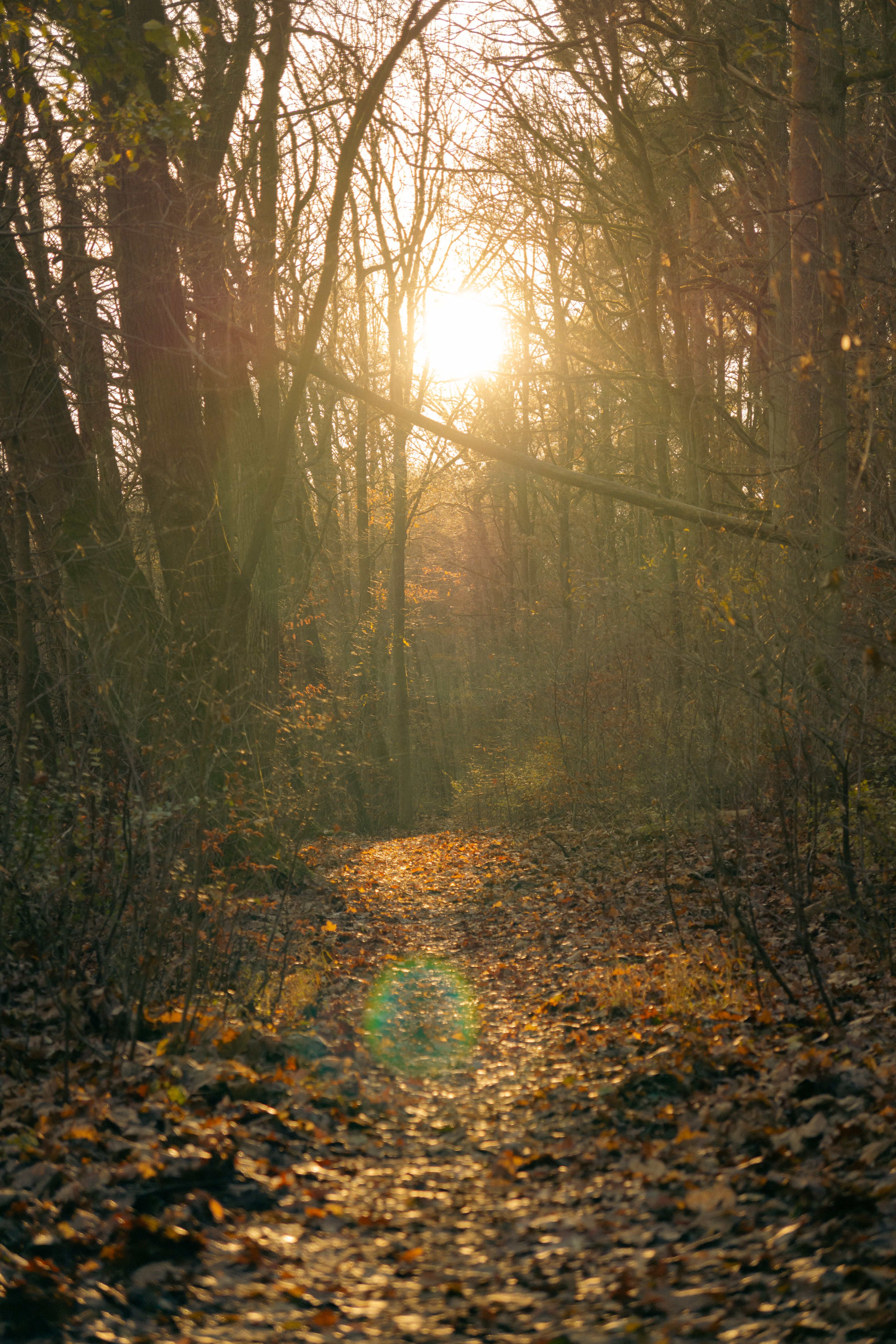 Sunlit Forest Pathway in Autumn Woods · Free Stock Photo
