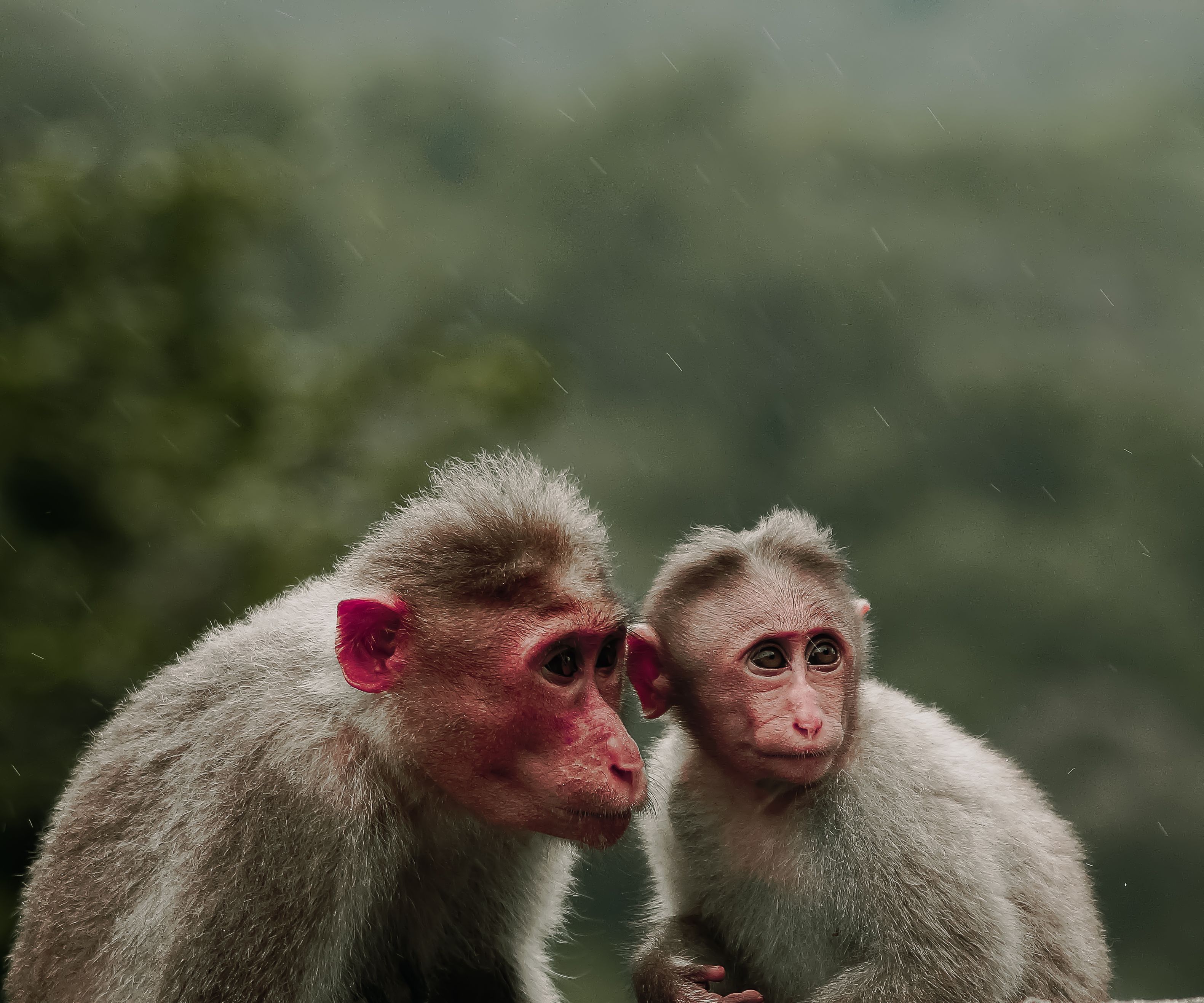 monkeyhoroscopeanalysis